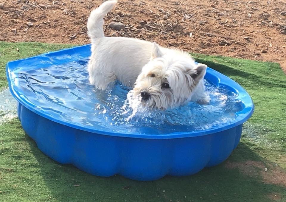 piscina canina villacan3