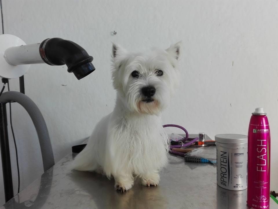 servicio de baño canino Villacan